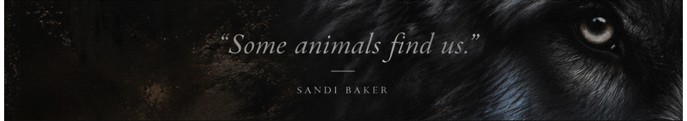 A banner with a black wolf showing one eye looking at the viewer, there is text that says 'some animals find us' - sandi baker