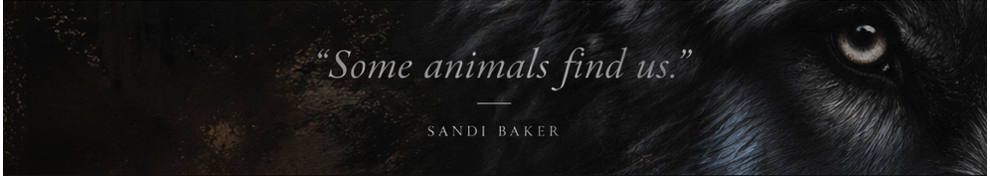A banner with a black wolf showing one eye looking at the viewer, there is text tht says 'some animals find us' - sandi baker